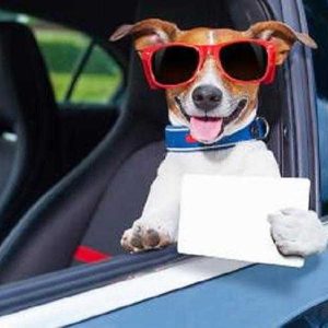 S827386225_g S827386225_g